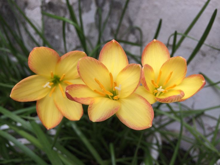 Zephyranthes 'Midas Touch