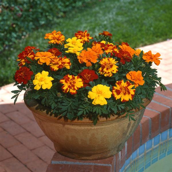 Durango Outback Mixture French Marigold-10 Seeds - Urban Gardens