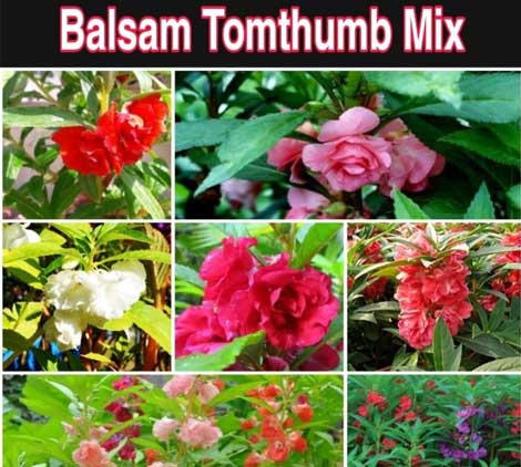 Balsam-Tomthumb-Mix
