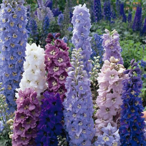 Delphinium Hybrida Benary's Pacific Guinevere - 10 Seeds - Urban Gardens