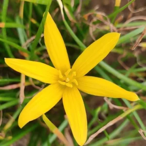 Zephyranthes 'Midas Touch