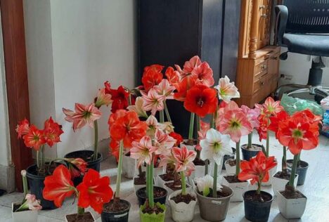 Growing-Tips-for-Amaryllis