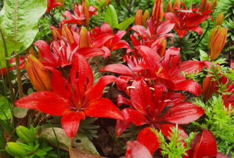Growing-Tips-for-Asiatic-Lily-Bulbs