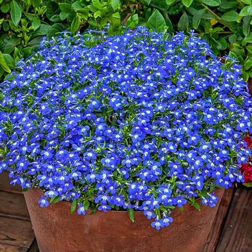 Lobelia Erinus Palace Blue With Eye - 30 Seeds - Urban Gardens