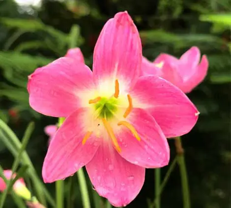 lily⭐︎ Rain lily Chinda Pack of one bulb - Urban Gardens