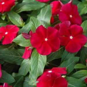 Vinca F1 Pacifica XP Cranberry - 20 Seeds - Urban Gardens