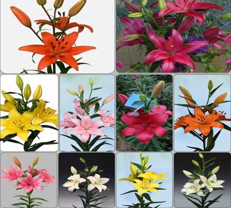 Asiatic-Lily-10-Varieties