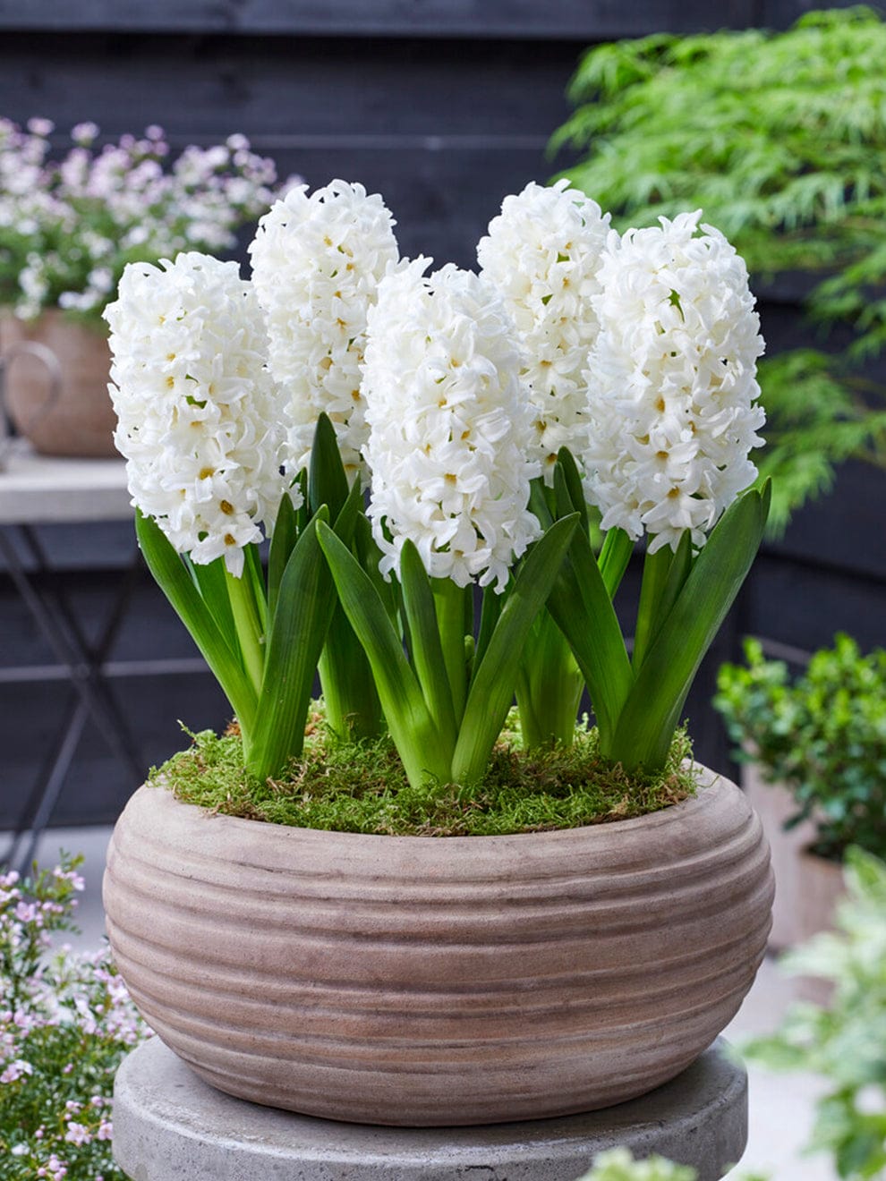 White Chrysanthemum Flowers at Rs 80/piece, Fresh Flowers in Bengaluru